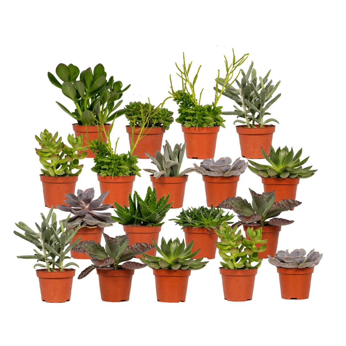 Livraison plante Coffret succulente - Lot de 18 plantes, h10cm - coffret cadeau baby plante