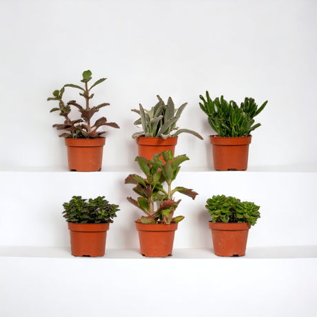 Livraison plante Coffret succulente - Lot de 6 plantes, h12cm - coffret cadeau mini plante