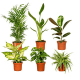 Livraison plante Coffret surprise - Lot de 8 plantes