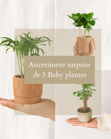 Caja sorpresa - Plantas de interior