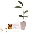 Livraison plante Coffret thé Gold Blend & mini théier à cultiver