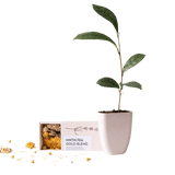 Livraison plante Coffret thé Gold Blend & mini théier à cultiver