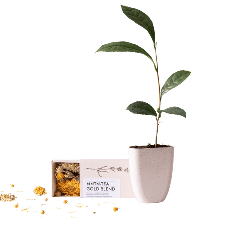Livraison plante Coffret thé Gold Blend & mini théier à cultiver