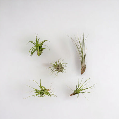 Livraison plante Coffret Tillandsia - Lot de 5 plantes, Air plant