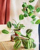 Livraison plante Coffret - Trio de plantes
