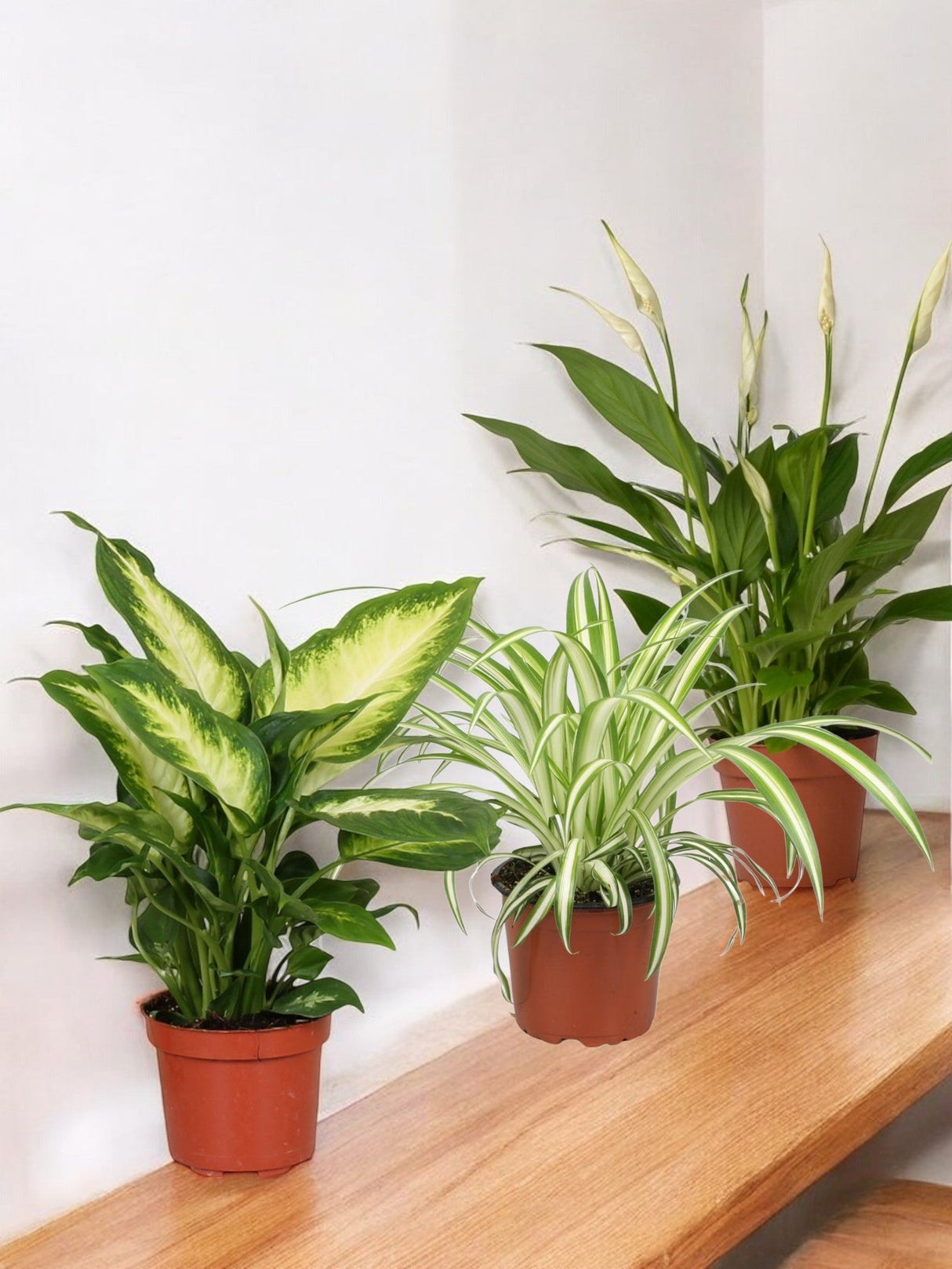 Livraison plante Coffret - Trio de plantes
