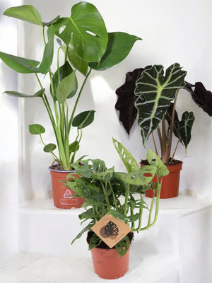 Livraison plante Coffret - Trio de plantes