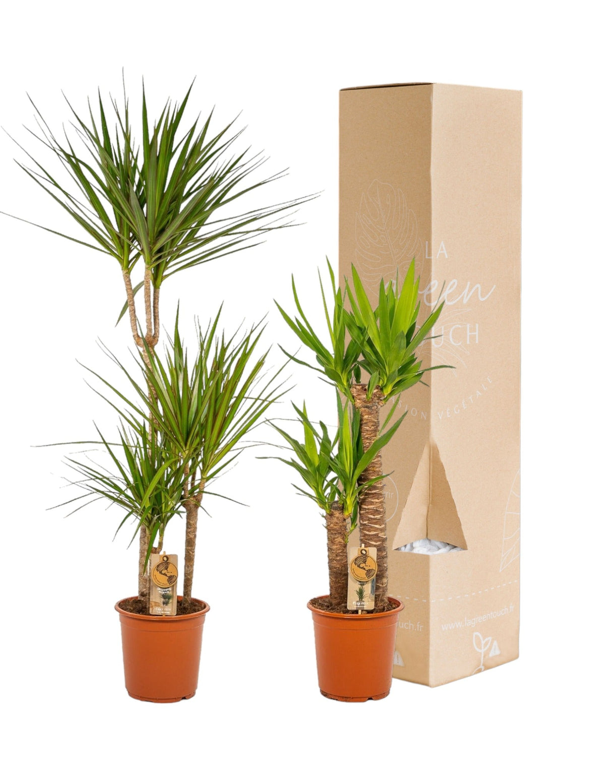 Livraison plante Coffret Yucca, Dracaena - Lot de 2 plantes