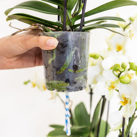 Livraison plante Composition dans un panier en osier avec réservoir d'eau de 3 orchidées oranges et 3 Rhipsalis