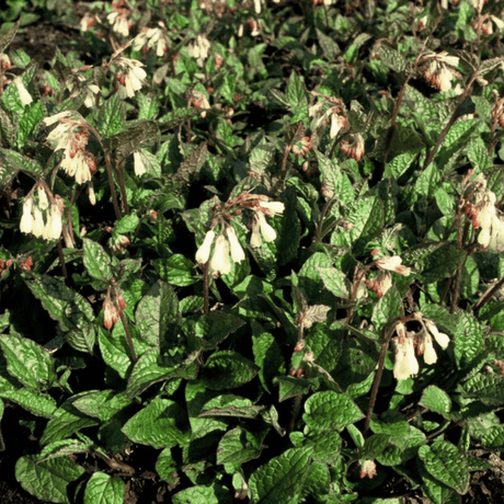 Livraison plante Consoude symphytum