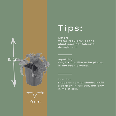 Livraison plante Consoude symphytum