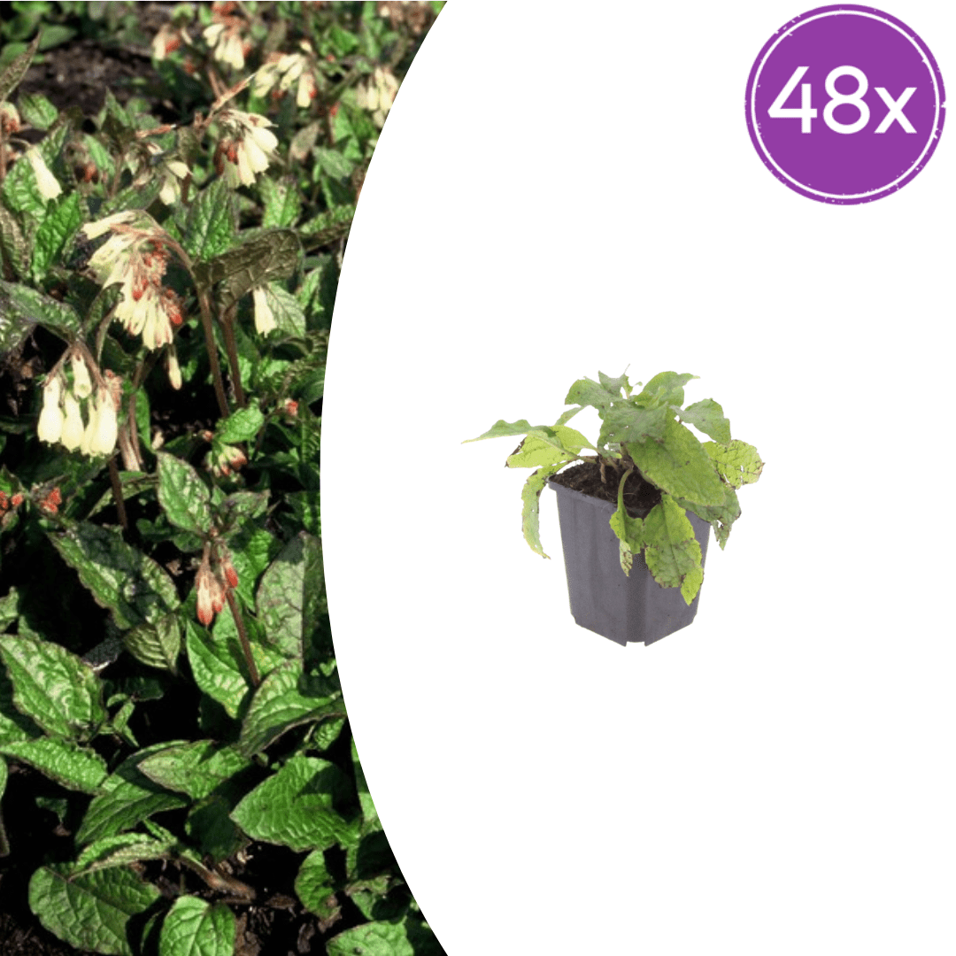 Livraison plante Consoude symphytum