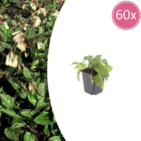 Livraison plante Consoude symphytum