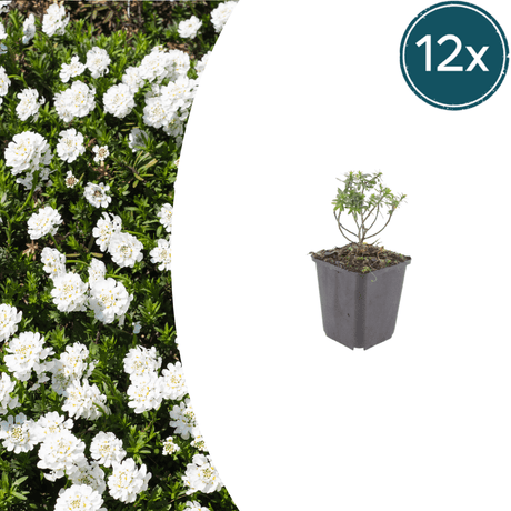 Livraison plante Corbeille d'argent