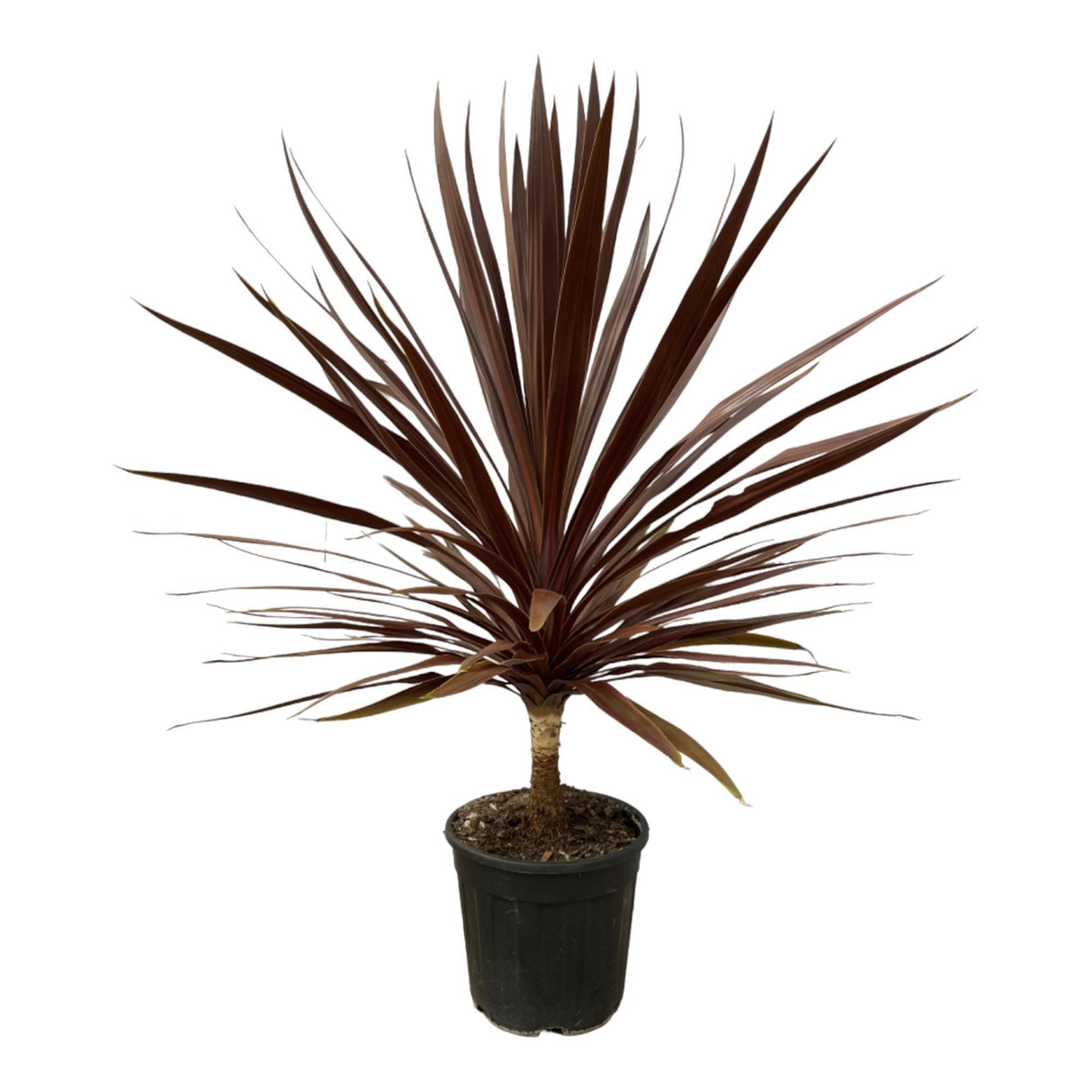 Livraison plante Cordyline Red Star