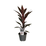 Livraison plante Cordyline 'Tango'