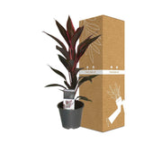 Livraison plante Cordyline 'Tango'