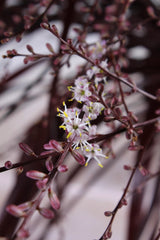 Livraison plante Cordyline x 'Festival® Burgundy'