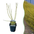 Livraison plante Cornouiller blanc Flaviramea – Pot 17 cm – Hauteur 45 cm