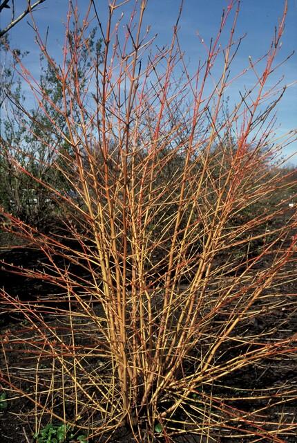 Livraison plante Cornouiller sanguin 'Anny's Winter Orange'