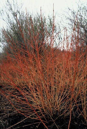 Livraison plante Cornouiller sanguin 'Midwinter Fire'