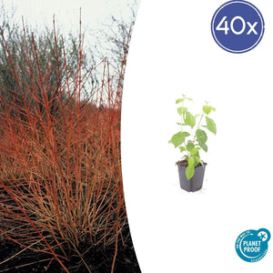 Livraison plante Cornouiller sanguin 'Midwinter Fire'