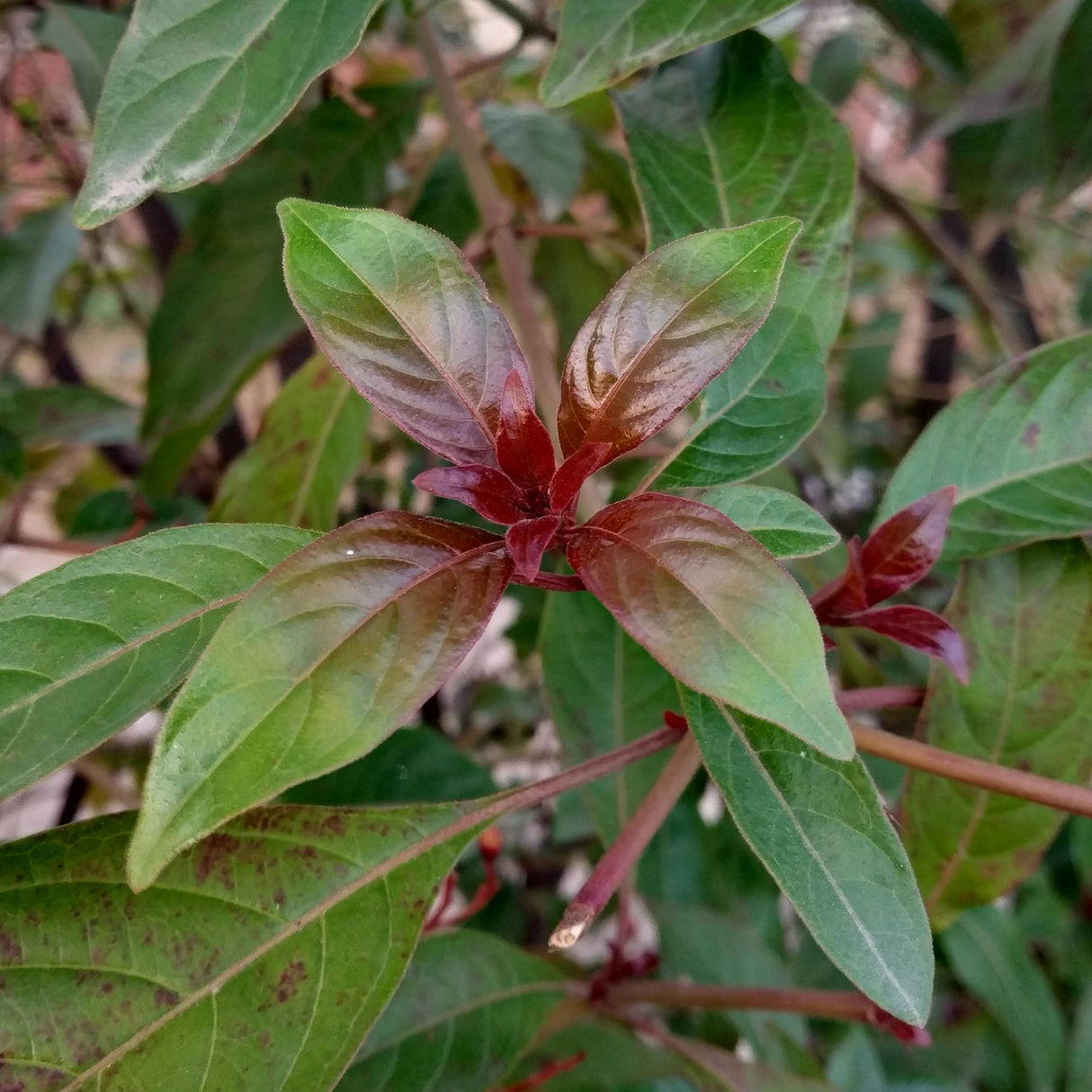 Livraison plante Cornus alba Kesselringii – Pot 17 cm – Hauteur 45 cm