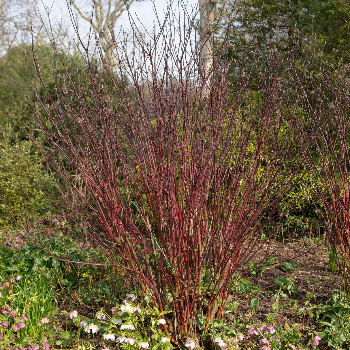 Livraison plante Cornus alba Kesselringii – Pot 17 cm – Hauteur 45 cm