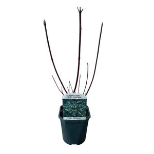 Livraison plante Cornus alba Kesselringii – Pot 17 cm – Hauteur 45 cm