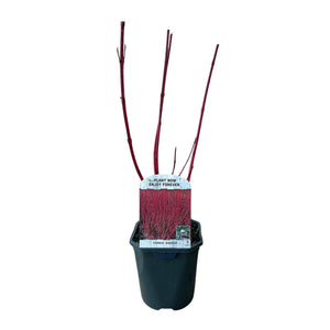 Livraison plante Cornus alba Sibirica – Lot de 1 – Pot 17 cm – Hauteur 45 cm