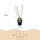 Livraison plante Cornus alba Tricolour – Lot de 3 – Pot 17cm – Hauteur 45cm