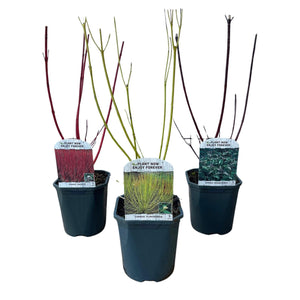 Livraison plante Cornus alba Tricolour – Lot de 3 – Pot 17cm – Hauteur 45cm