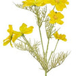Livraison plante Cosmos jaune - Branche fleurie artificielle