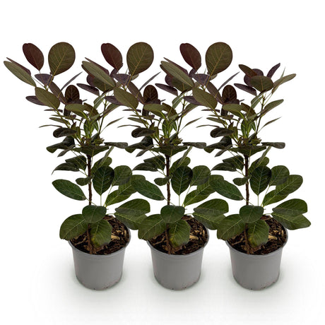 Livraison plante Cotinus coggygria Royal Purple – Lot de 3 – Pot 12 cm