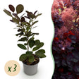 Livraison plante Cotinus coggygria Royal Purple – Lot de 3 – Pot 12 cm