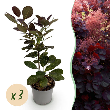 Livraison plante Cotinus coggygria Royal Purple – Lot de 3 – Pot 12 cm