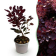Livraison plante Cotinus coggyria Lilla – Lot de 1 – Pot 12 cm – Hauteur 35 cm