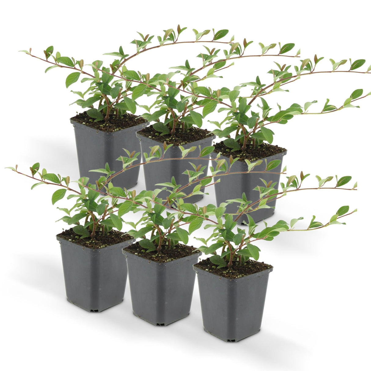 Livraison plante Cotoneaster dammeri