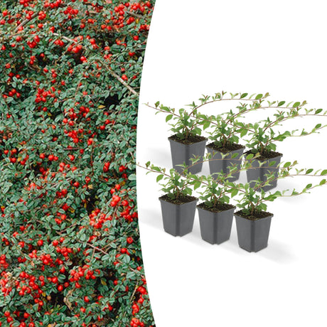 Livraison plante Cotoneaster dammeri - Lot de 6