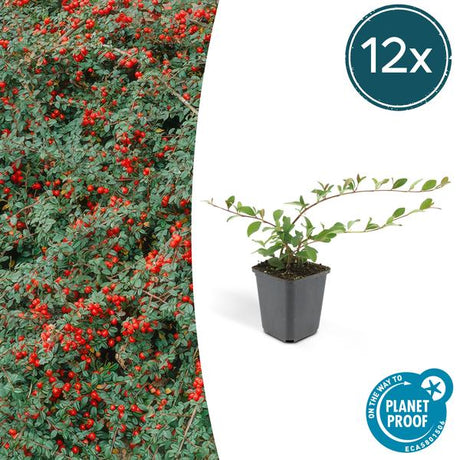 Livraison plante Cotonéaster de Dammer