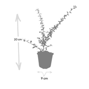 Livraison plante Cotonéaster de Dammer 'Coral Beauty'