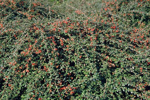 Livraison plante Cotonéaster de Dammer 'Coral Beauty'