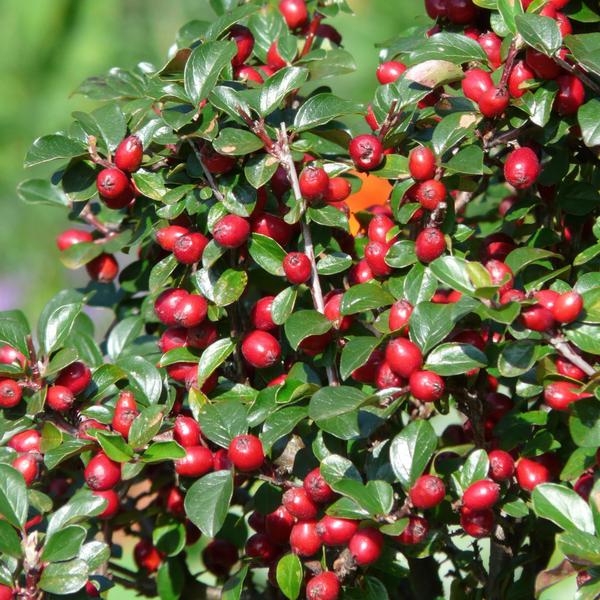 Livraison plante Cotonéaster de Dammer 'Major'