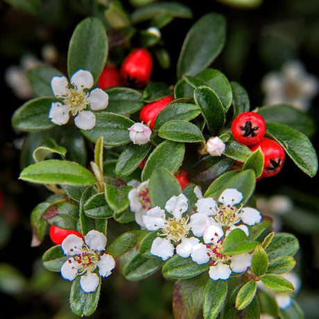 Livraison plante Cotonéaster de Dammer 'Major'