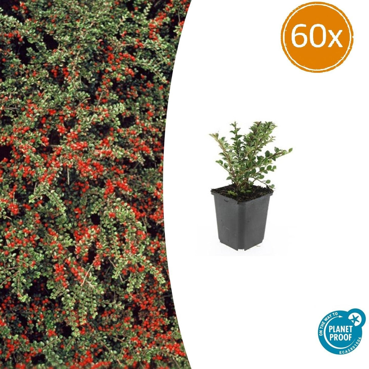 Livraison plante Cotonéaster horizontal