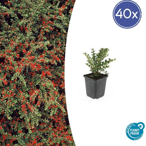 Livraison plante Cotonéaster horizontal