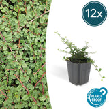 Livraison plante Cotoneaster pr. Queen of Carpets