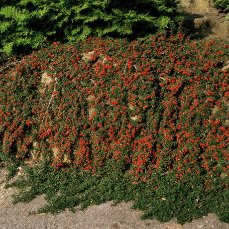 Livraison plante Cotoneaster pr. Queen of Carpets