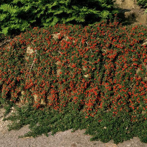 Livraison plante Cotonéaster rampant 'Queen of Carpets'