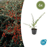 Livraison plante Cotoneaster suecicus Coral Beauty